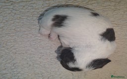 Sprocker dogs for sale: Gorgeous Merle Sprockers.  - Image 15