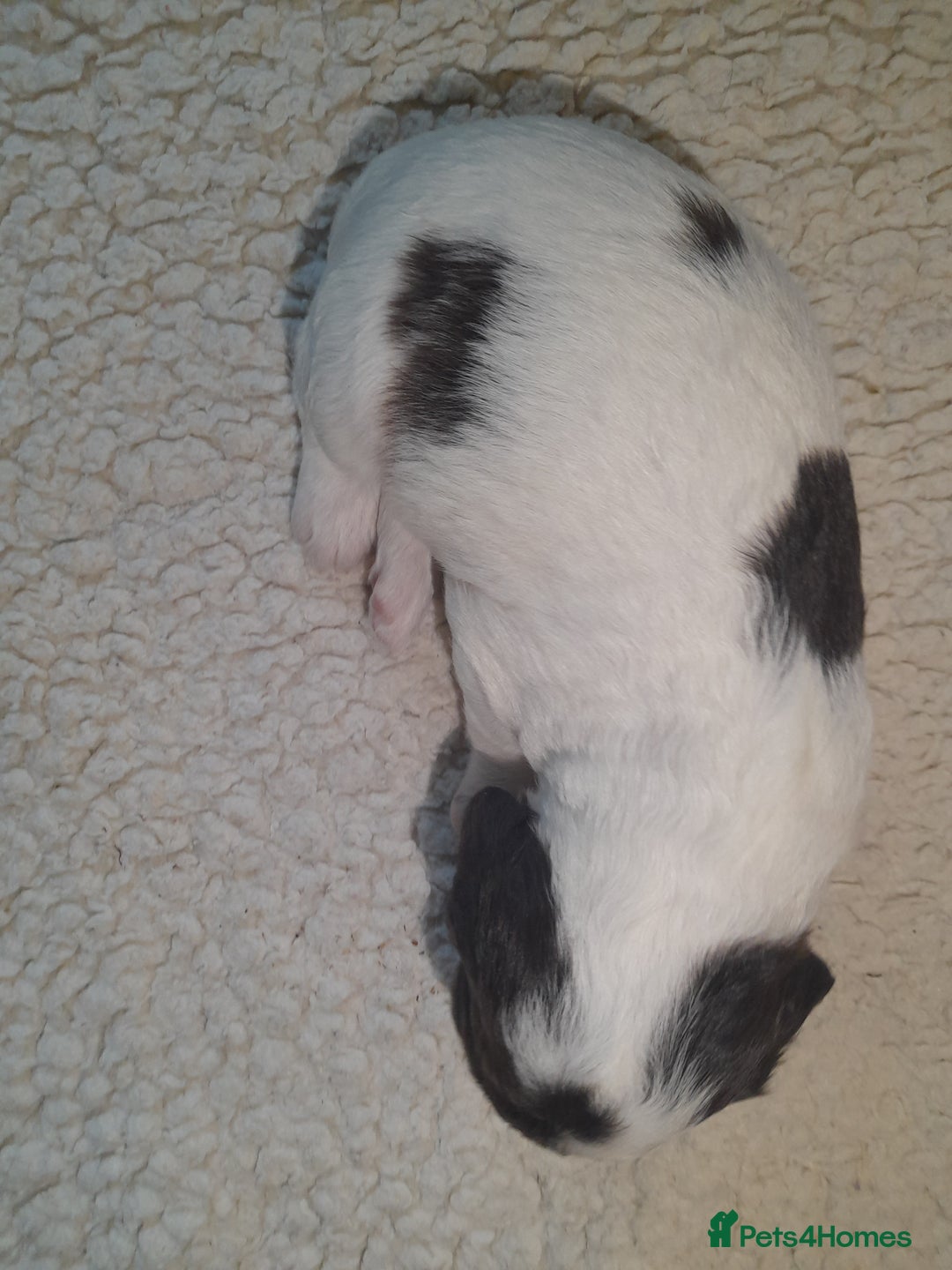 Sprocker dogs for sale: Gorgeous Merle Sprockers.  - Image 15