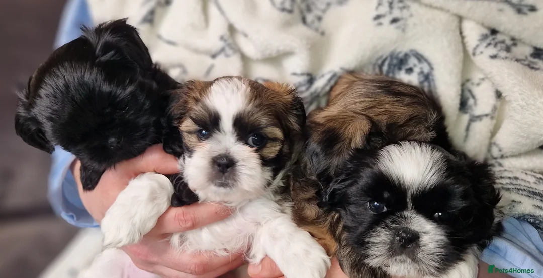 Shih Tzu dogs for sale: Imperial shihtzu x Shihtzu/Biewer - Advert 2