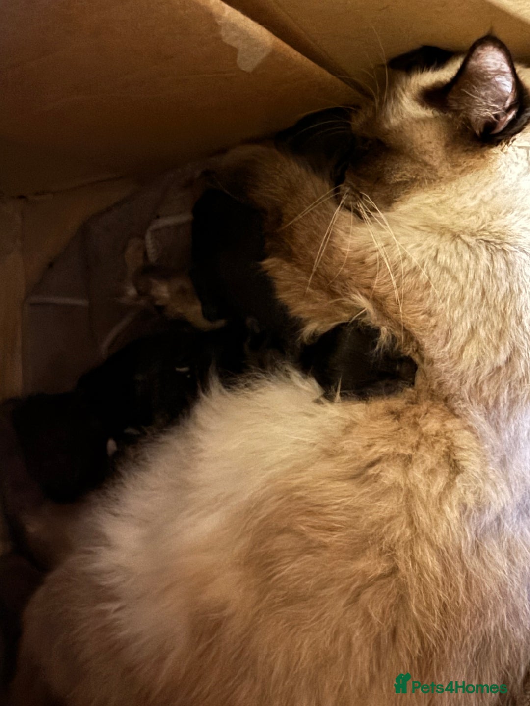 Maine Coon cats for sale: Maine coon x Raggamuffins  - Advert 2