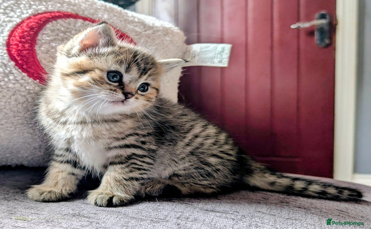 Ragdoll cats - Advert 11