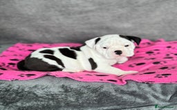 Old Tyme Bulldog dogs for sale: 🩷🩷Old Tyme Bulldog Puppies🩷🩷 - Image 7
