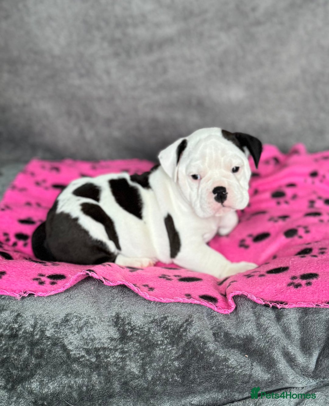 Old Tyme Bulldog dogs for sale: 🩷🩷Old Tyme Bulldog Puppies🩷🩷 - Image 7