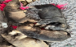 Miniature Schnauzer dogs for sale: Miniature schnauzers pups - Image 4