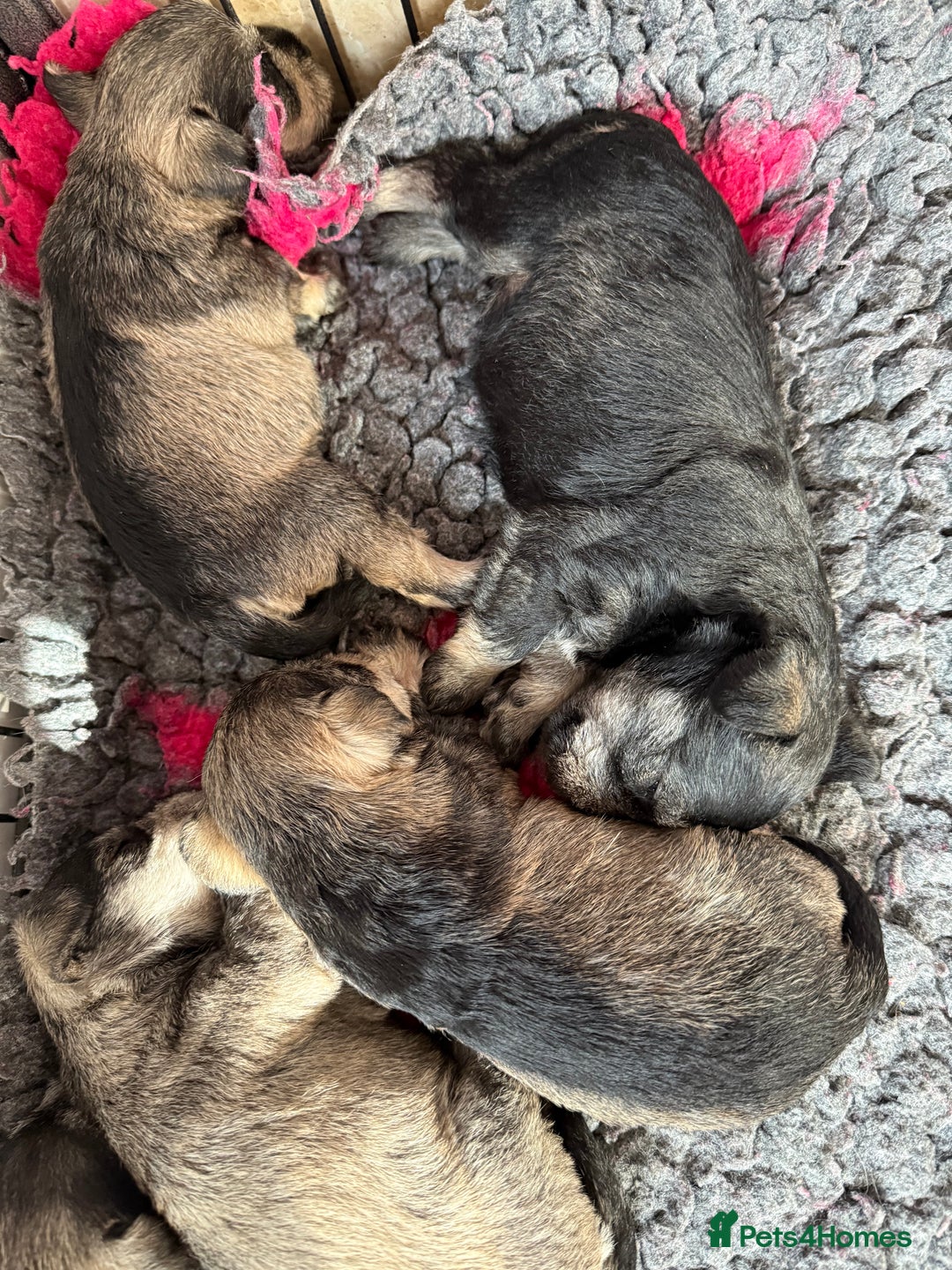 Miniature Schnauzer dogs for sale: Miniature schnauzers pups - Image 4