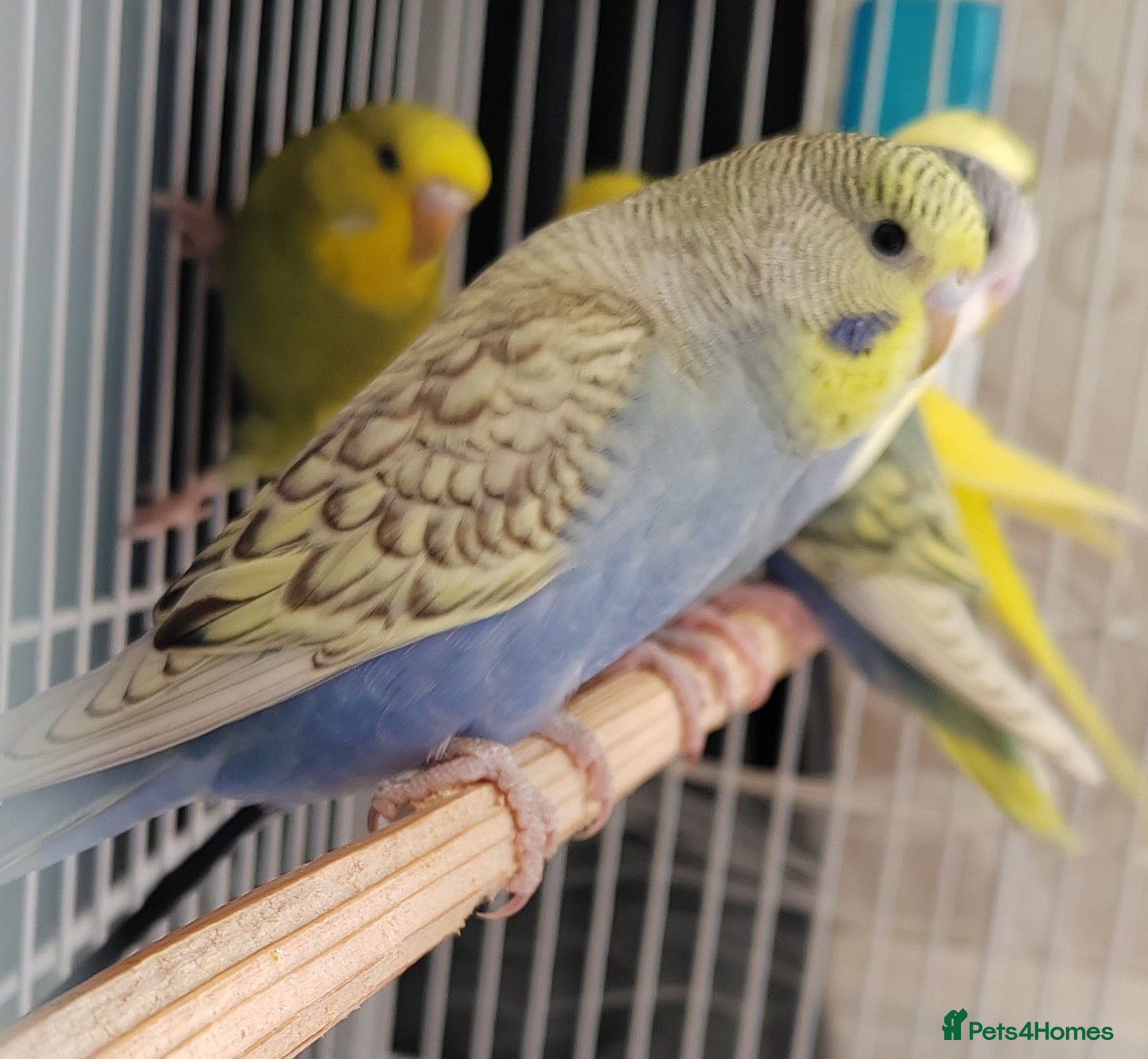 Budgerigars birds Beautiful Baby Budgies  - Advert 10