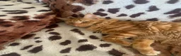 Maine Coon cats for sale: Ginger 3/4 Maine Coon and Khao Manee - Theodore  - Advert 11