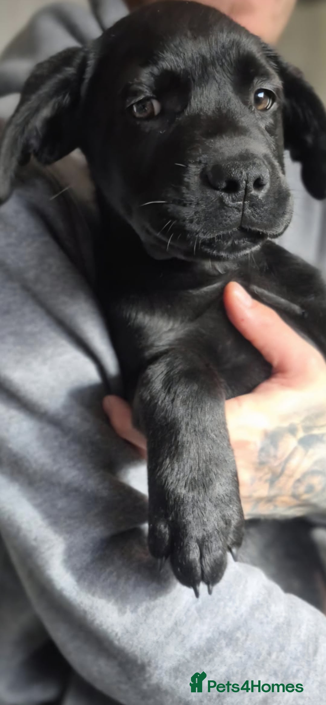 Mixed Breed dogs for sale: Mastiff x rottweiler  - Image 5