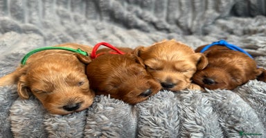 Cavapoo dogs - Advert 12