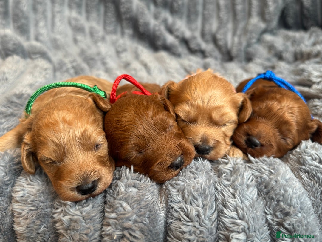 Cavapoo dogs for sale: Beautiful Cavapoo Puppies🐶 - Image 2