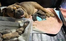 Olde English Bulldogge dogs for sale: Fawn olde English bulldogge named rubble - Image 5