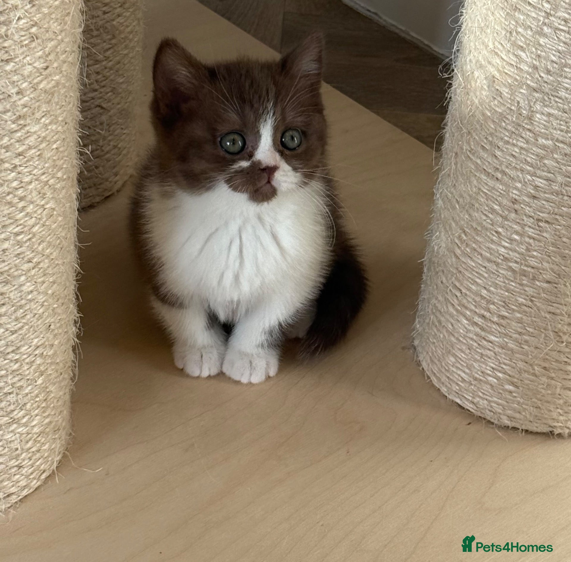 British Shorthair cats GCCF REG BSH - CHOCOLATE BI & CINNAMON BI KITTENS - Advert 2