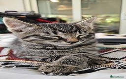 Mixed Breed cats for sale: Beautiful friendly kittens for sale - Image 8