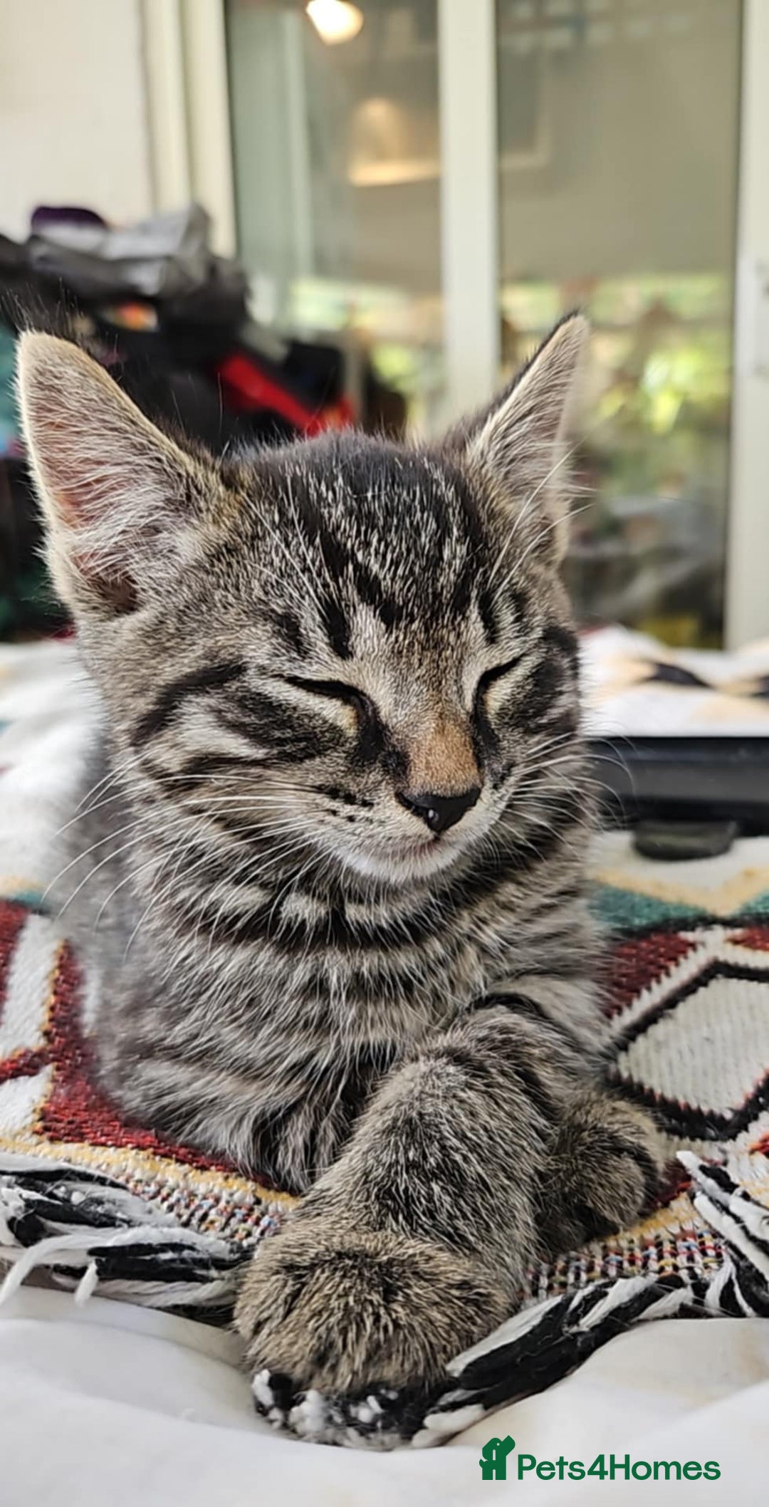 Mixed Breed cats for sale: Beautiful friendly kittens for sale - Image 8