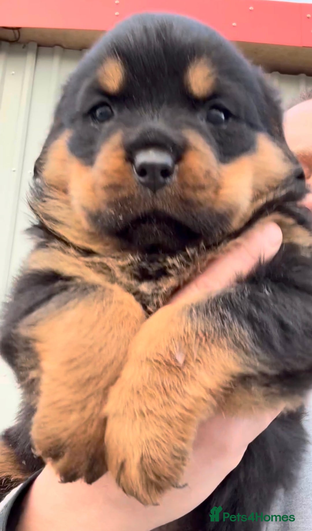Rottweiler dogs for sale: 5-Generation Kennel Club Rottweiler Puppies  - Advert 11