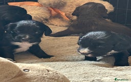 Cocker Spaniel dogs for sale: Working type cocker spaniel puppies  - Image 5