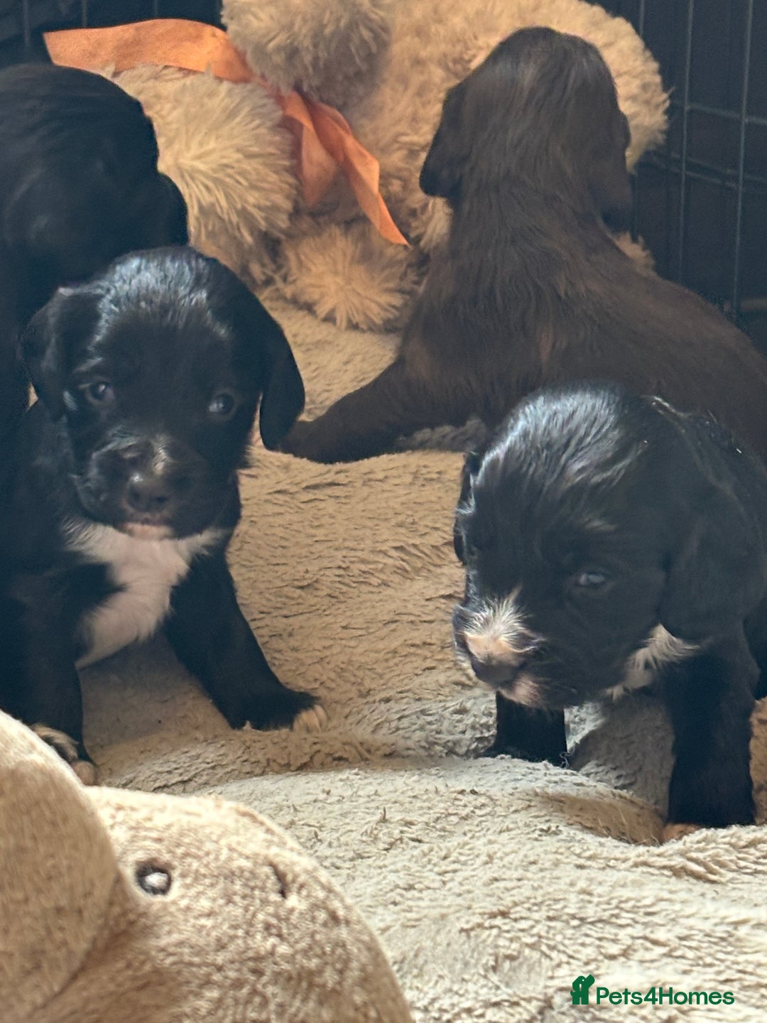 Cocker Spaniel dogs for sale: Working type cocker spaniel puppies  - Image 5