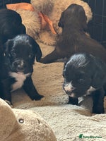Cocker Spaniel dogs - Advert 11