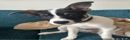 Mixed Breed dogs for sale: Husky/staffy pup 15 weeks  in Glasgow - Advert 3