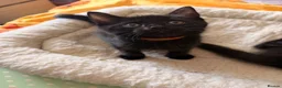 Persian cats for sale: Persian cross Kittens looking for Loving Homes 🐾 - Advert 16