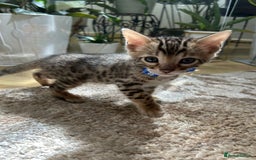 Bengal cats for sale: ❤️ Gorgeous Pure Bengal Kittens Available ❤️ - Image 24