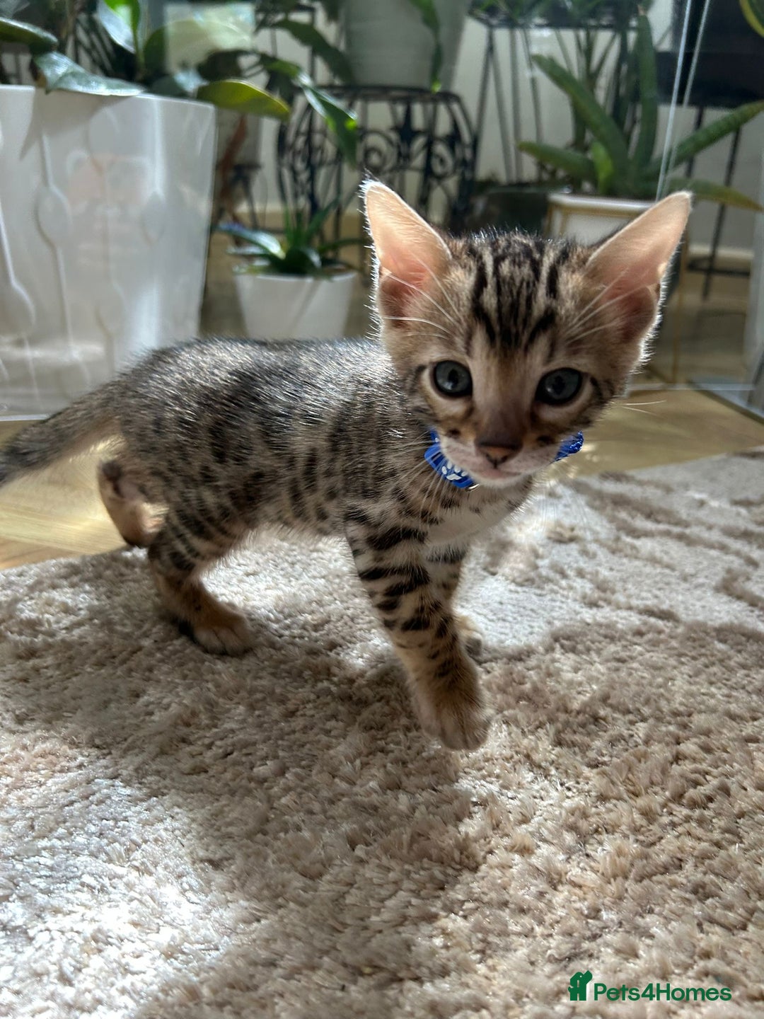 Bengal cats for sale: ❤️ Gorgeous Pure Bengal Kittens Available ❤️ - Image 24