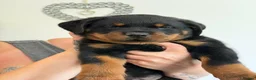 Rottweiler dogs for sale: Stunning kc rottweiler pups - Advert 9