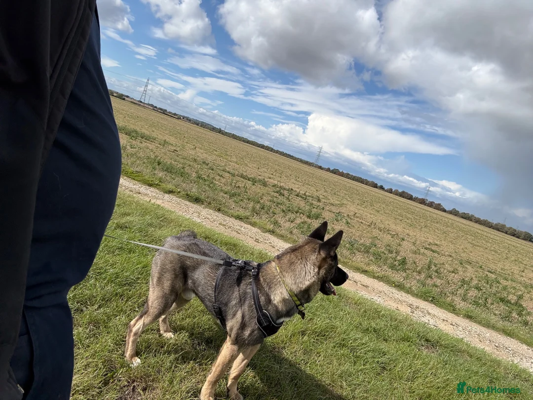 Akita dogs for sale: Milo 2yr old Akita  in Leicester - Advert 9