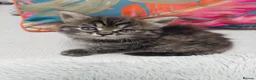 Maine Coon cats for sale: Half main coon kittens - Advert 29