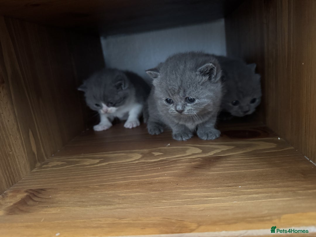 British Shorthair cats for sale: ✨ GCCF/TICA Stunning BSH Kittens – Blue&Bicolour ✨ - Image 17