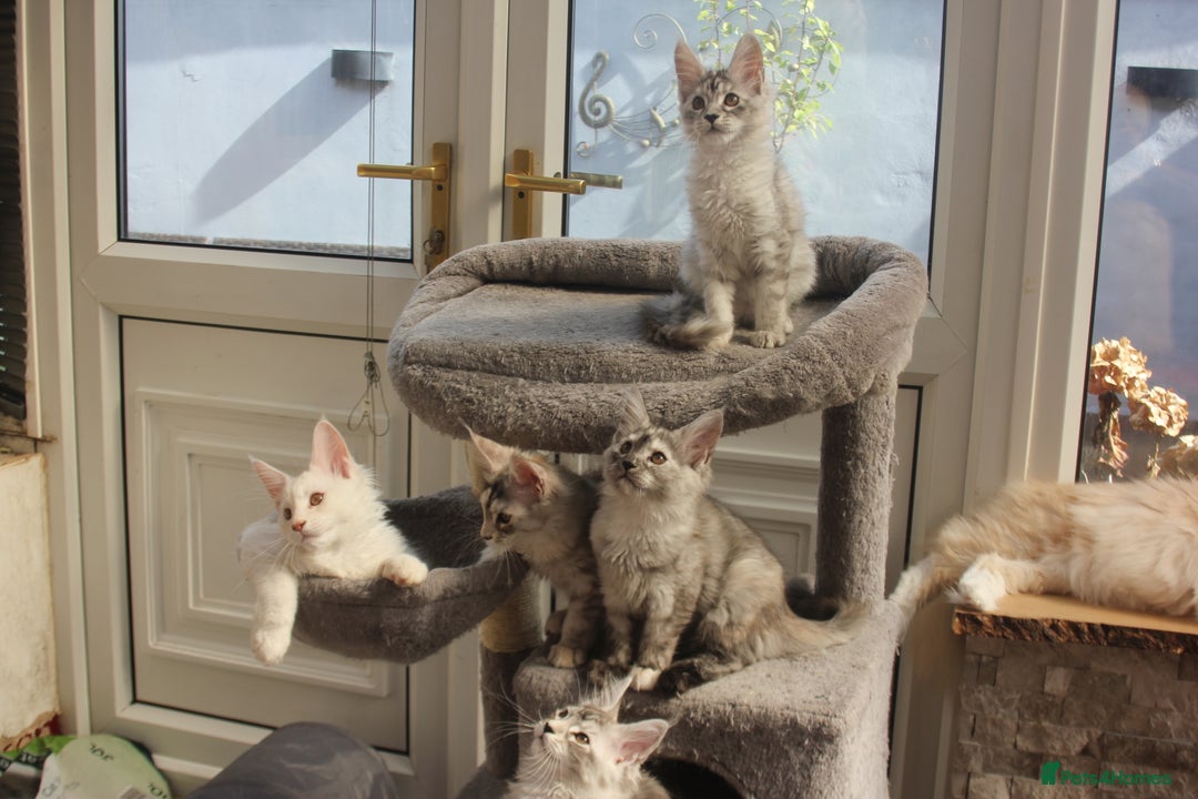 Maine Coon cats for sale: TICA PEDIGREE MAINE COON KITTENS  - Image 16