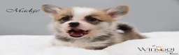 Welsh Corgi Pembroke dogs for sale: Absolutely Stunning KC WPC Puppies  - Advert 8