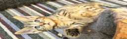Mixed Breed cats for sale: Beautiful Bonded Tabby Boys – Reggie & Ronnie  - Advert 19