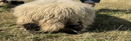 Sheep livestock for sale: Pedigree registered Valais Blacknose ewes - Advert 4
