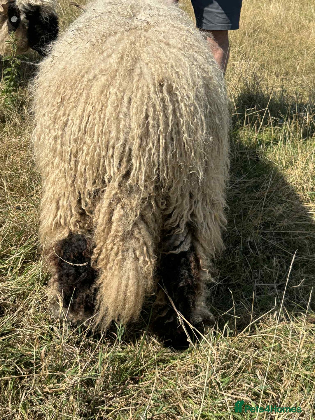 Sheep livestock for sale: Pedigree registered Valais Blacknose ewes - Advert 4