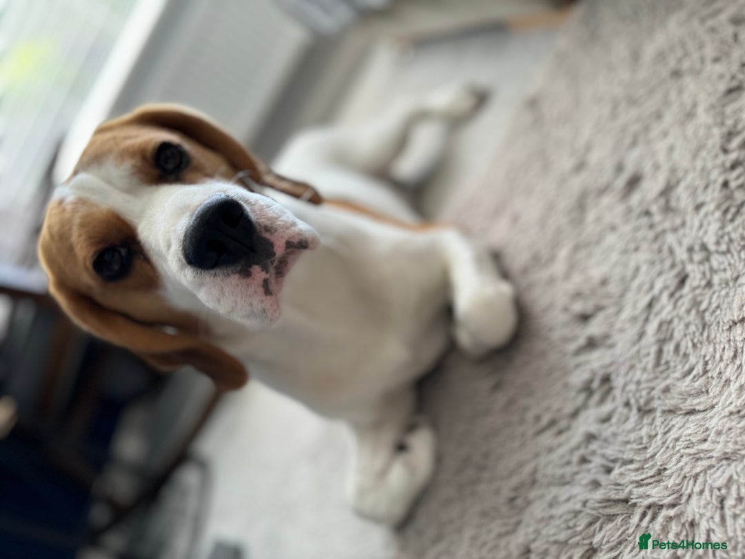 Beagle dogs for stud: Jeremy - Champion bloodlines in Hartlepool - Image 4
