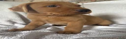 Labrador Retriever dogs for sale: Fox red Labrador - Advert 15