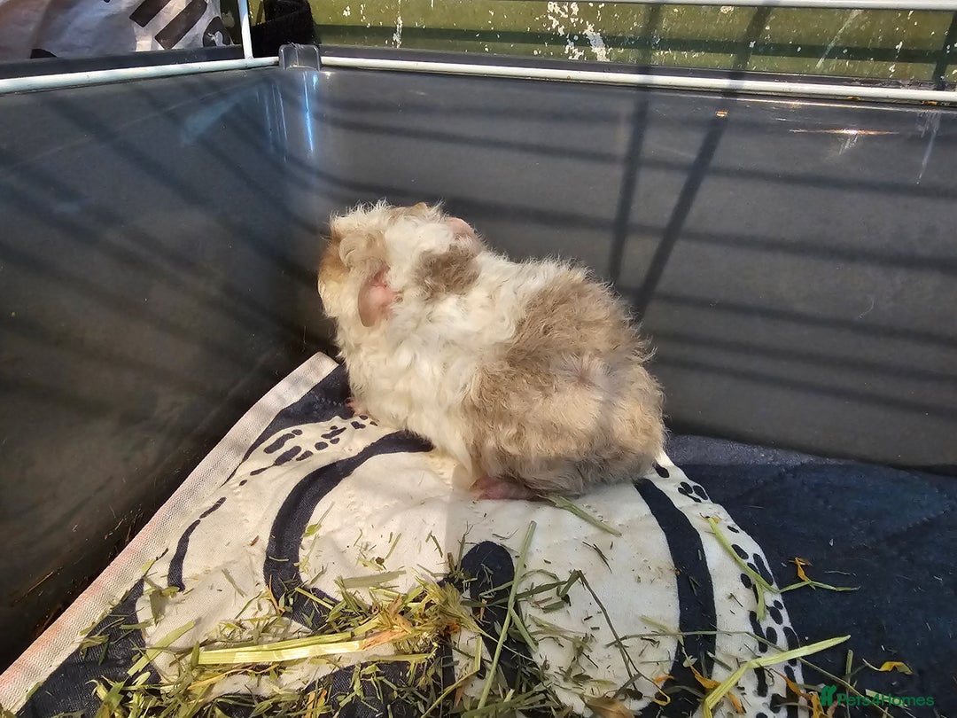 Guinea Pig rodents for sale: 3 Adorable Lunkarya available  - Image 5