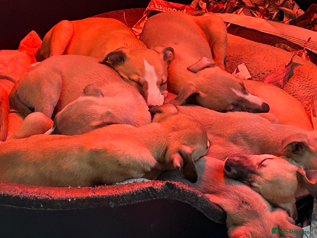 Whippet dogs for sale: Two male and one female Beautiful pure bred pups  - Advert 13