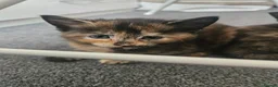 Mixed Breed cats for sale: Beautiful mixed ginger calico kittens for sale - Advert 17