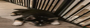 Jet