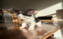 Mixed Breed cats for sale: 5 Beautiful Kittens looking for forever home 💕 - Image 2