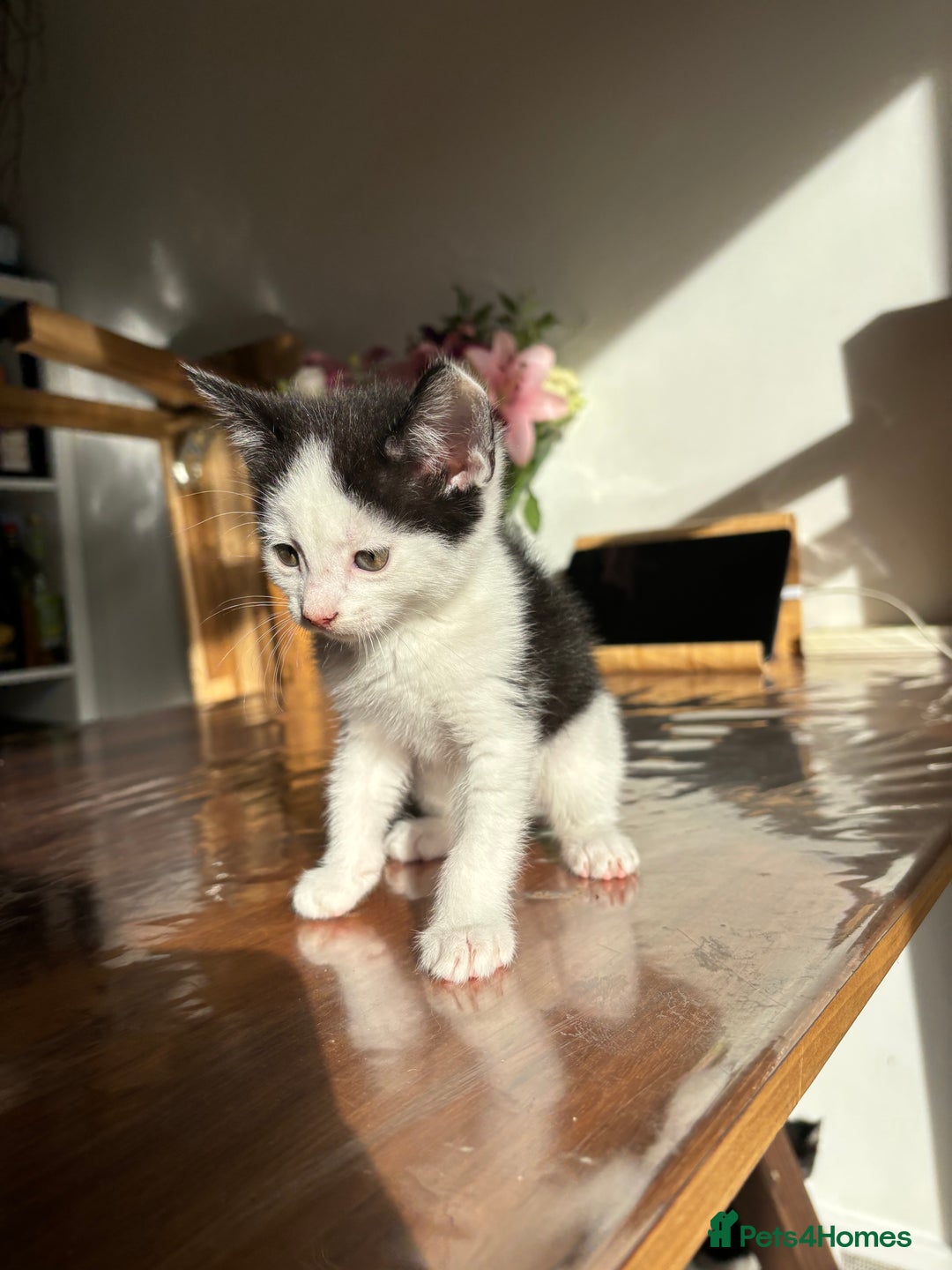 Mixed Breed cats for sale: 5 Beautiful Kittens looking for forever home 💕 - Image 2