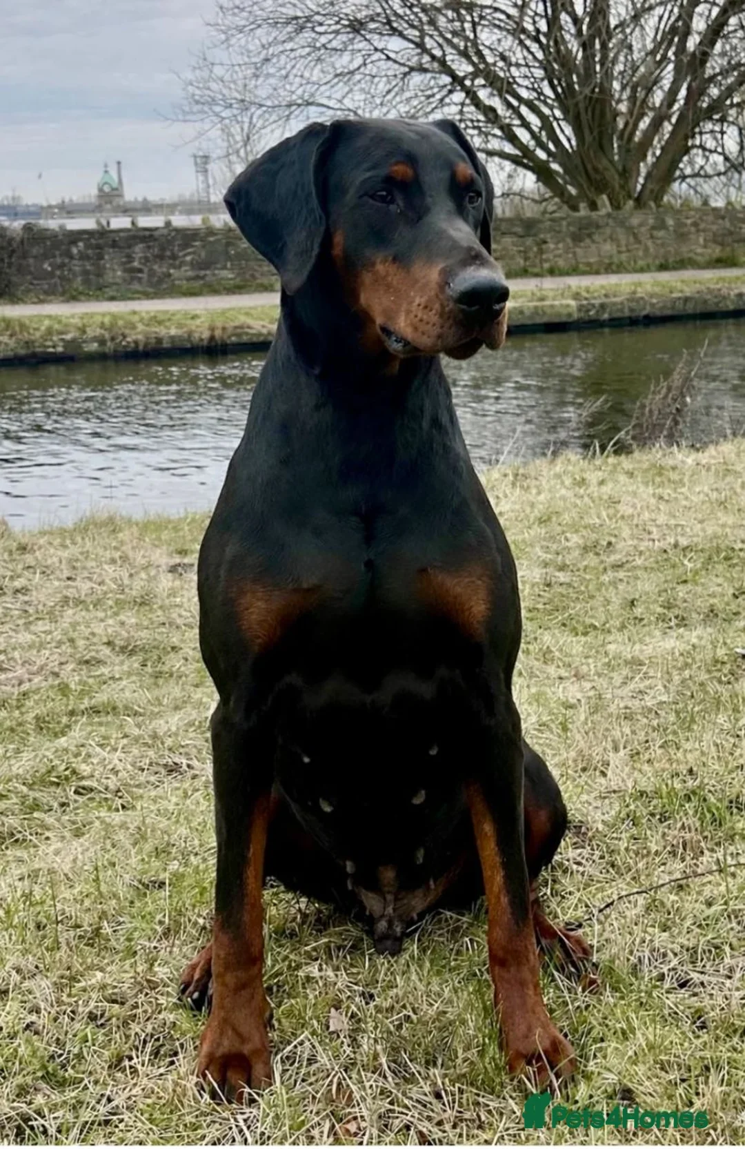 Dobermann dogs for sale: KC registered Dobermann pups - Advert 17