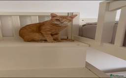 Mixed Breed cats for adoption: PHO DYPSY BONDED BROTHERS NEUTERED AFFECTIONATE   - Image 6