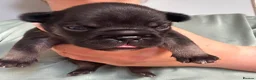 French Bulldog dogs for sale: 8 newborn frenchies  - Advert 3