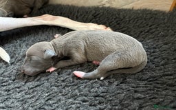 Italian Greyhound dogs for sale: 7/8 Italian Greyhound, 1/8 Whippet Puppies - Image 15