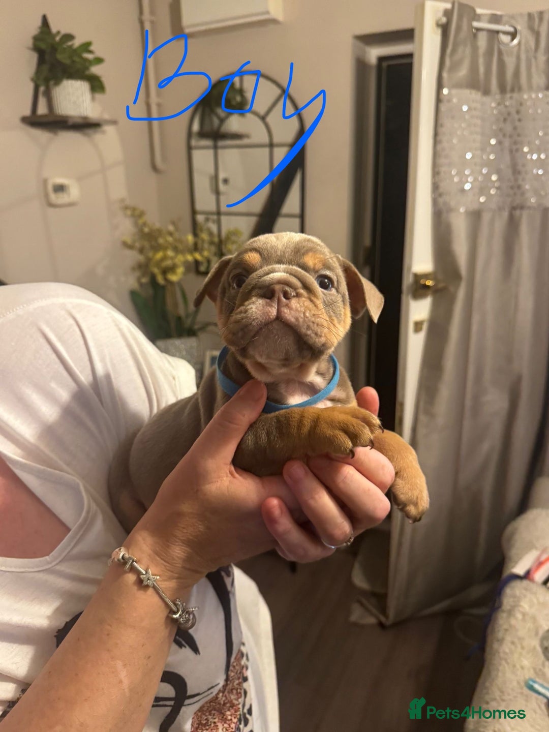 English Bulldog dogs for sale:  🔥TOP BLOOD LINES 🔥 ENGLISH BULLDOGS  - Advert 3