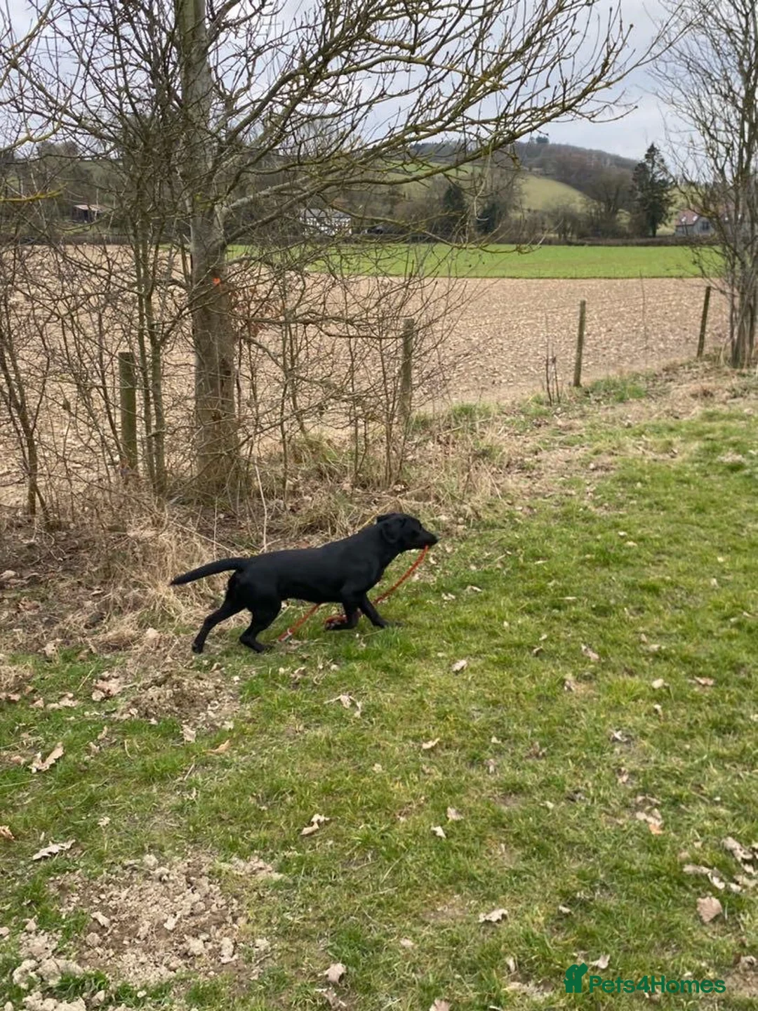 Cockerdor dogs for sale: Handsome “Bear” - Advert 3