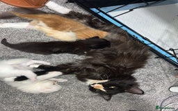 Ragdoll cats for sale: ragdoll x tabby  - Image 10